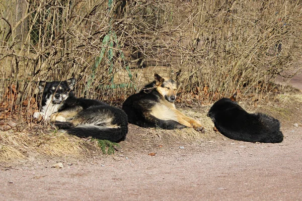 Several stray dogs sleep in the park and sunbathe in the spring sun.