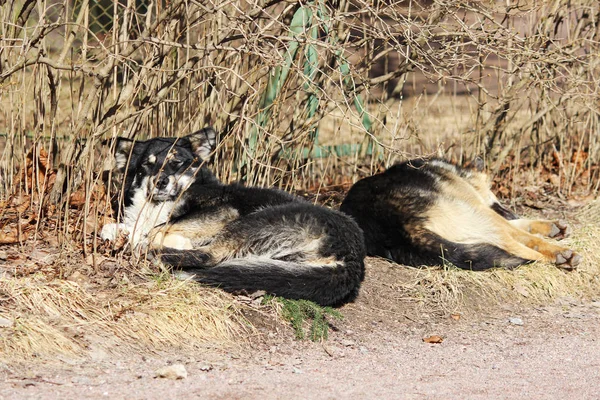Mehrere streunende Hunde schlafen im Park und sonnen sich in der Frühlingssonne. — Stockfoto