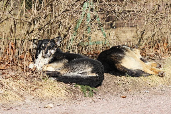 Several stray dogs sleep in the park and sunbathe in the spring sun.