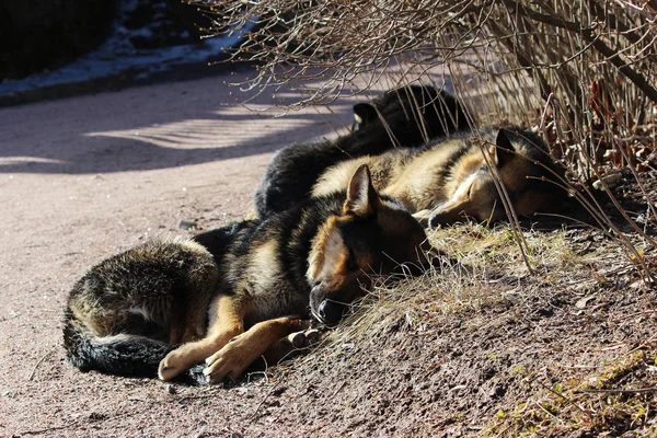 いくつかの野良犬は公園で眠るし、春の太陽の下で日光浴. — ストック写真