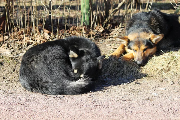 Several stray dogs sleep in the park and sunbathe in the spring sun.