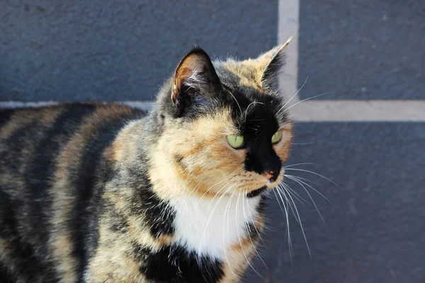 Lonely stray cat tortoiseshell tricolor color. — Stock Photo, Image