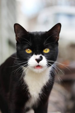Siyah ve beyaz genç kedi dışarı ilkbaharda yürüyüşe çıktım.