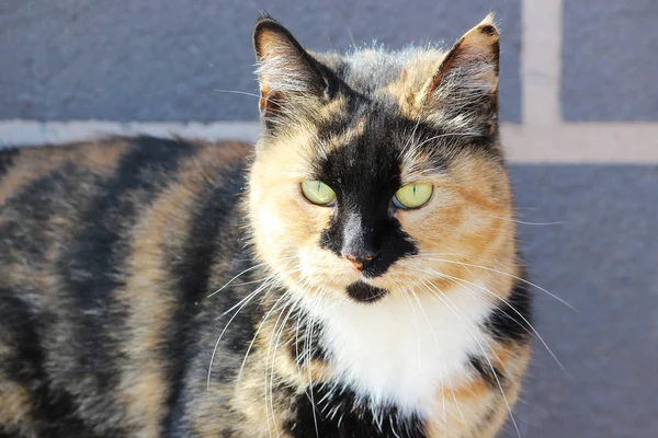 Μοναχικό αδέσποτη γάτα τρίχρωμη χρώμα ταρταρούγα. — Φωτογραφία Αρχείου