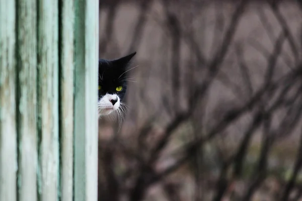 Svart och vit ung katt kikar ut från bakom en grön vägg. — Stockfoto