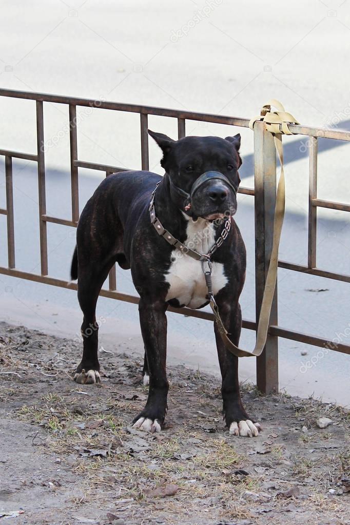 American Tiger Pit Bull Terrier is tied to the fence and expects the owners near the store.