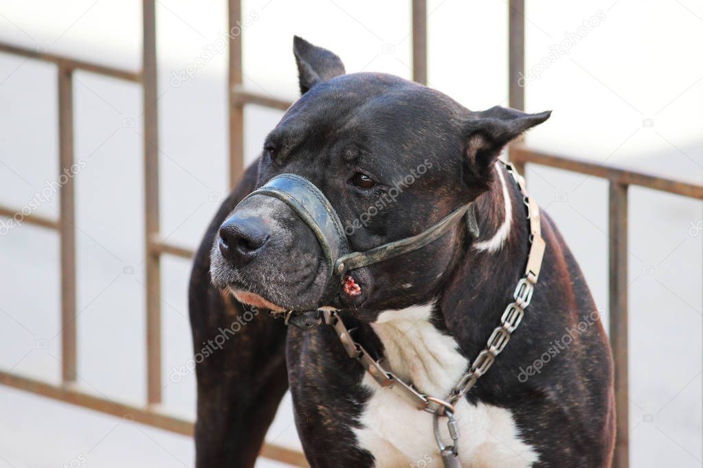 American Tiger Pit Bull Terrier is tied to the fence and expects the owners near the store.