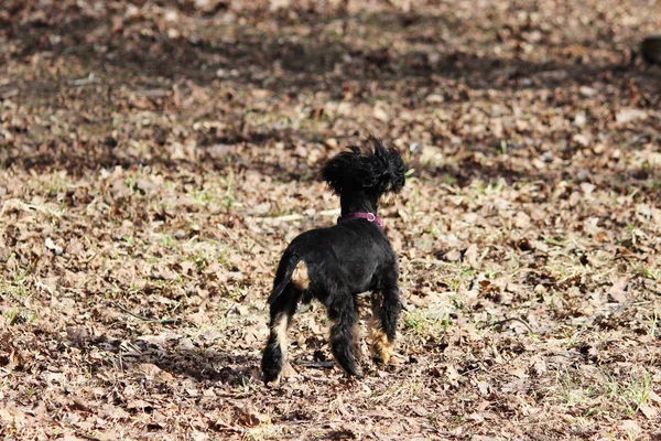 Mały Piesek Rosyjski Czarny Zabawka Terrier Spacery Parku — Zdjęcie stockowe