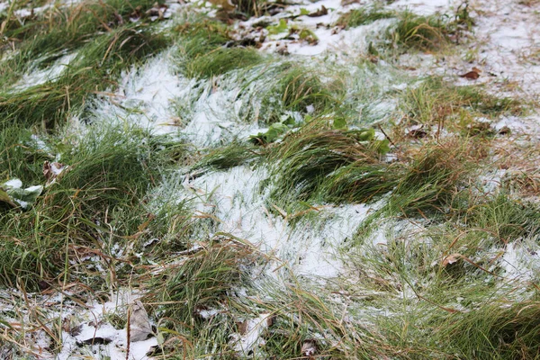 Eerste Sneeuw Een Achtergrond Van Groen Gras Herfst — Stockfoto