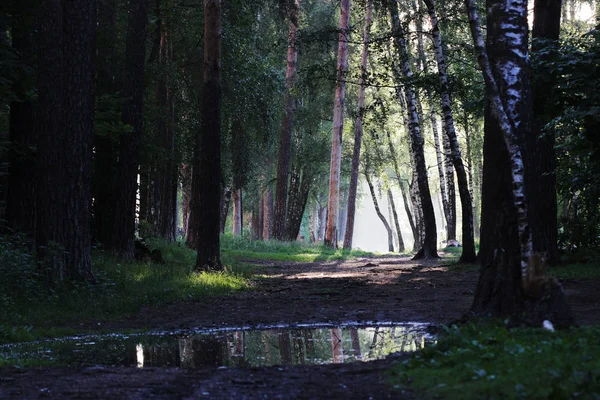 Sabahın Erken Saatlerinde Moskova Yakınlarındaki Ormanda Sis Vardı — Stok fotoğraf