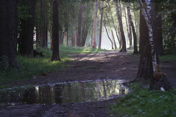 Early Morning Fog Forest Moscow — Stock Photo, Image