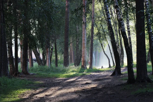 Wczesny Ranek Mgła Lesie Koło Moskwy — Zdjęcie stockowe