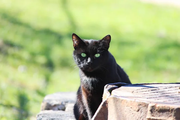 Homeless Black Cat Green Eyes Sitting Street — Stock Photo, Image