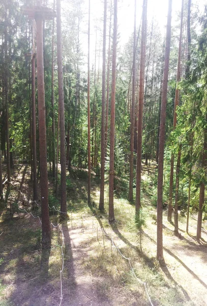 Çam Ormanındaki Halat Parkı Yükseklikte Geçiş Için Halat Izi — Stok fotoğraf