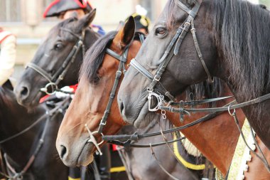 Rusya 'nın Gatchina Leningrad Bölgesi Şehir Günü' nde birkaç at Equus Caballus gösteri yaptı..
