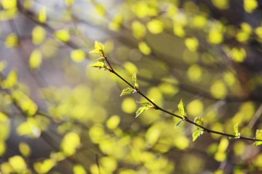 İlkbaharda yaprakları genç olan huş ağacı dalları.