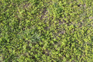 Çimenler. Taze yeşil bahar çimenleri. Soyut Doğa Arkaplanı