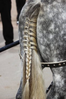 Rusya 'nın Leningrad bölgesinde düzenlenen City Day Gatchina Leningrad' daki gösteride kuyruklu, örgülü bir at boğmacası..