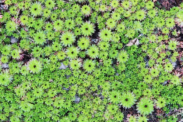 Hierba Verde Arnails Saxifrage Saxifraga Arendsii Primavera — Foto de Stock