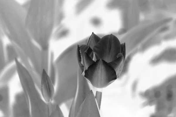 Black White Photo Tulip Double Edges Petals — 스톡 사진