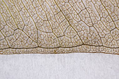 Ficus benjamina 'nın makro yapısı kahverengi, narin iskelet yaprağı.