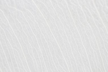 Makro yapısı beyaz hassas ficus Ficus benjamina yaprak Iskeletlenmiş 