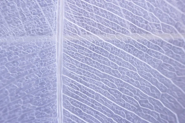 Makrostruktur Weißes Zartes Skelettiertes Blatt Des Ficus Ficus Benjamina — Stockfoto