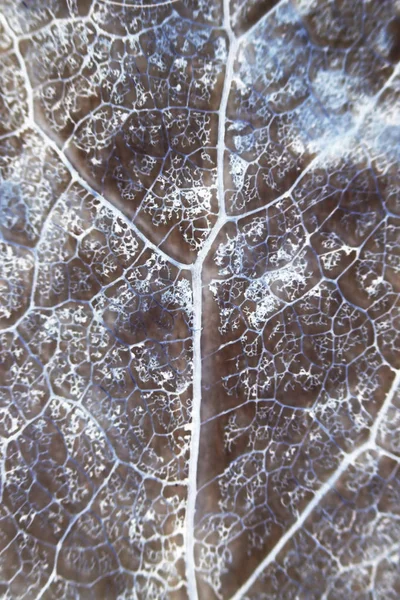 Macro Structure Brown Delicate Skeletonized Leaf Sepia Blue Color — 스톡 사진