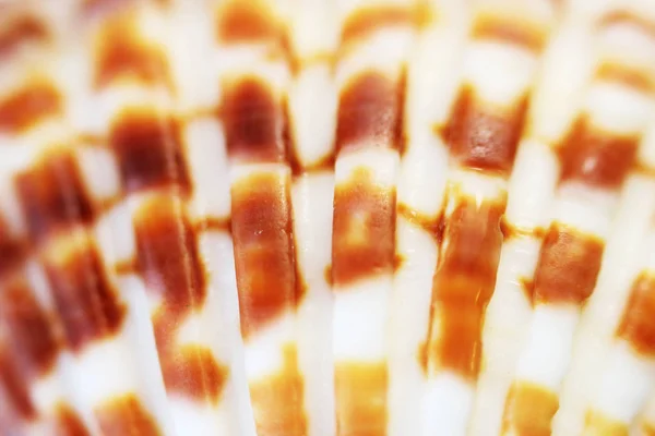 Mar Shell Macro Close Abstrato Macro Foto — Fotografia de Stock