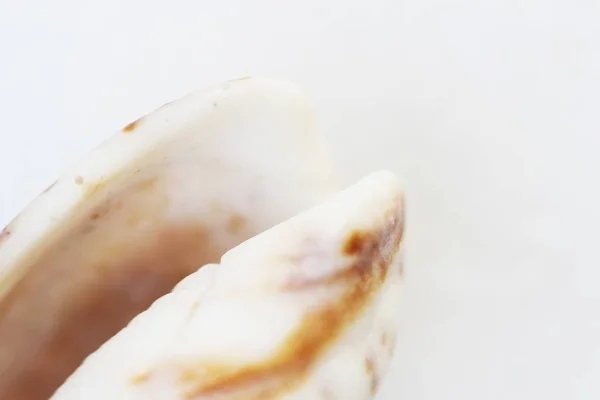 Meeresmuschel Makro Nahaufnahme Abstraktes Makrofoto Auf Weißem Hintergrund — Stockfoto