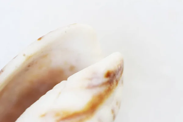 Mar Shell Macro Close Abstrato Macro Foto Fundo Branco — Fotografia de Stock