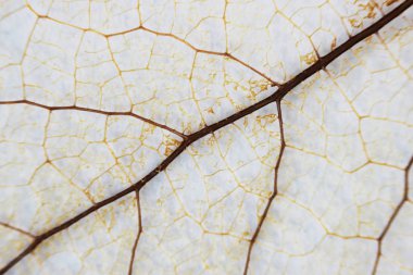 Makro yapı, kahverengi, narin, iskeletleşmiş çalı yaprağı.