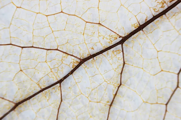 Macro Structure Brown Delicate Skeletonized Leaf Shrub — 스톡 사진