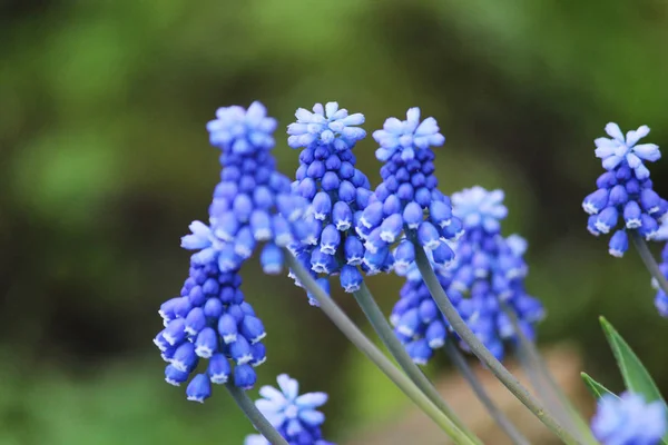 Fleurs bleues de jacinthe de souris Muscari au printemps . — Photo