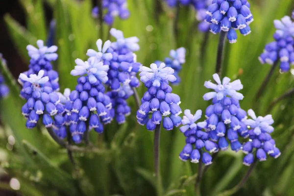 Fleurs bleues de jacinthe de souris Muscari au printemps . — Photo