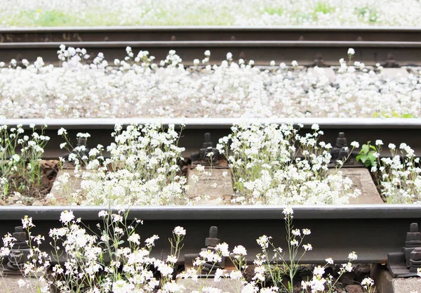 Vasúti és fehér virágok, a pásztorok táska — Stock Fotó