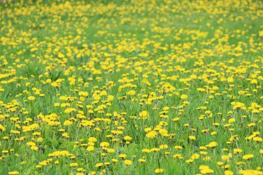 Çiçek güzel sarı çiçekler dandelions alan