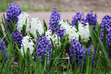 Grup mor, mavi ve beyaz sümbül sümbül çiçek çiçek yatak Gatchina Park yetişen.