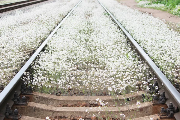 Vasúti és fehér virágok, a pásztorok táska — Stock Fotó