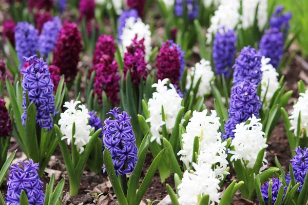 Gruppe lila, blauer und weißer Hyazinthen von Hyazinthenblüten wächst auf Blumenbeeten im Gatchina-Park. — Stockfoto