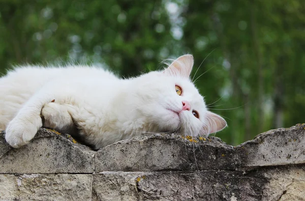 Chat célibataire blanc sans abri aux yeux orange pose dehors par une journée ensoleillée — Photo