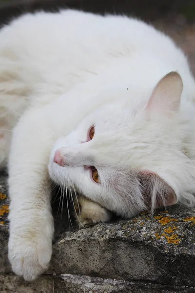 Chat célibataire blanc sans abri aux yeux orange pose dehors par une journée ensoleillée — Photo