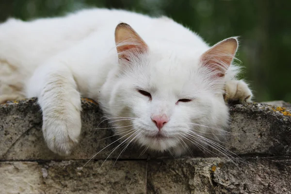White single homeless cat with orange eyes is posing outdoors on a sunny day — Stock Photo, Image