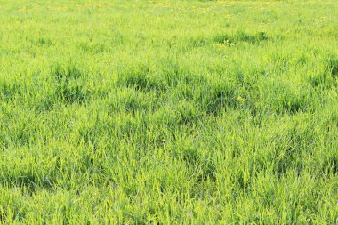 Çimenler bahar boşluk büyüyen genç yeşil.