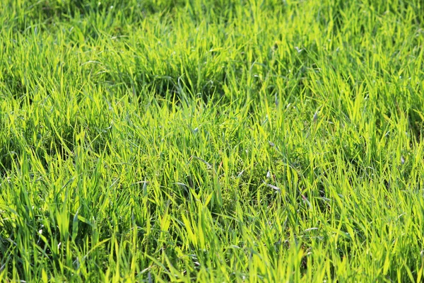 Fiatal, zöld a fű nő a tavaszi pályázati. — Stock Fotó