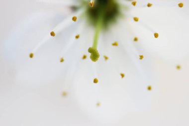Stamens ve pistils beyaz arka plan üzerinde beyaz kiraz çiçeği makro çekim.