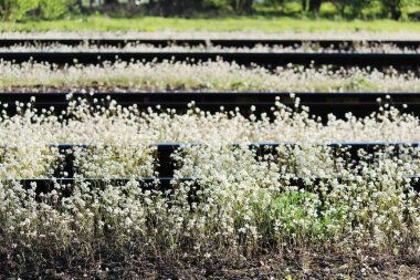 Capsella demiryolu ve beyaz çiçekler bir çoban çantası