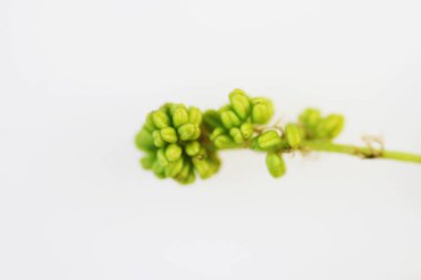 Staminate çiçek açması meşesi Quercus çiçeklenir.