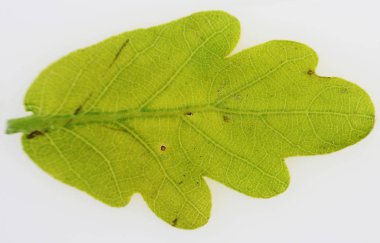 Genç meşesi Quercus makroyu kapatın bahar kadar yaprak.