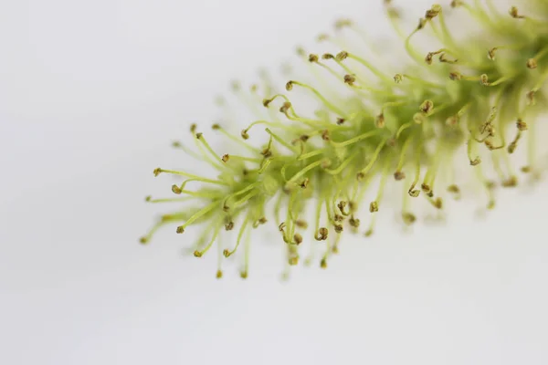 Macro flowering earrings of sick willow Latin Salix is a genus of woody plants of the family Salicaceae on a white background